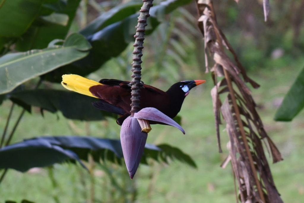 Ceiba Tree Lodge Mata de Caña Εξωτερικό φωτογραφία