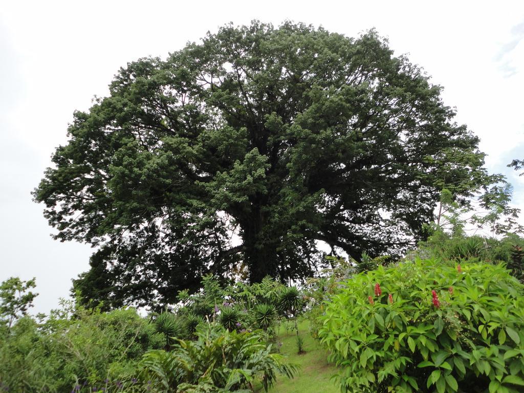Ceiba Tree Lodge Mata de Caña Εξωτερικό φωτογραφία