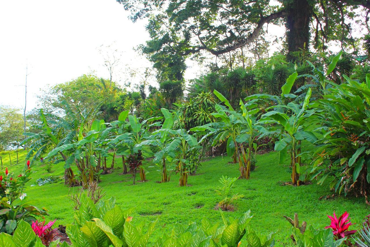 Ceiba Tree Lodge Mata de Caña Εξωτερικό φωτογραφία