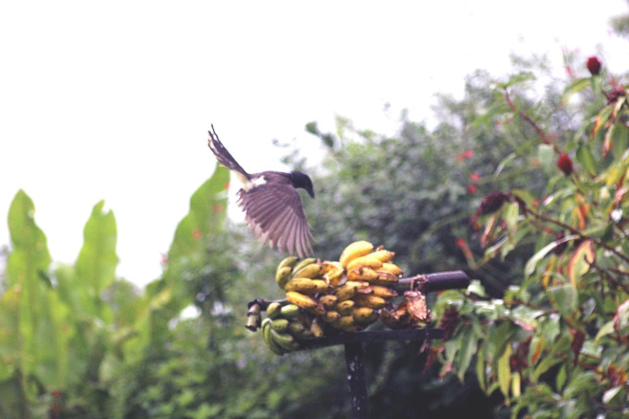 Ceiba Tree Lodge Mata de Caña Εξωτερικό φωτογραφία