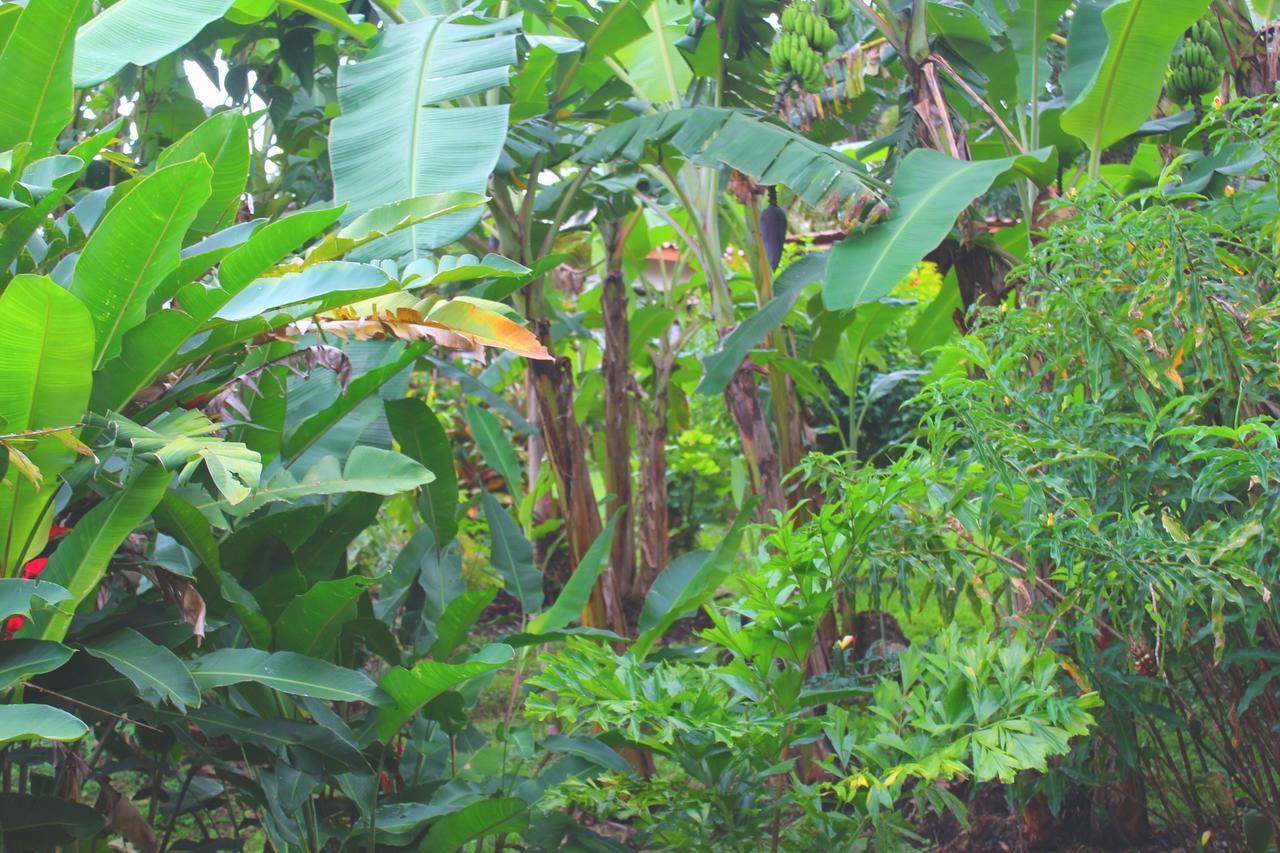 Ceiba Tree Lodge Mata de Caña Εξωτερικό φωτογραφία